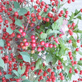 Cheropugy Nanking Cherry – Live Rooted Bush Cherry Starter Plant | Sweet Tart Edible Fruit Shrub Seedling | Zones 4–8