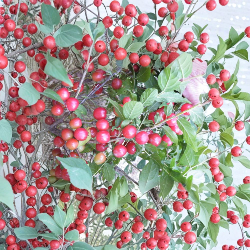 Cheropugy Nanking Cherry – Live Rooted Bush Cherry Starter Plant | Sweet Tart Edible Fruit Shrub Seedling | Zones 4–8