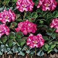 Geranium Ringo 2000 Pink Pelargonium Seeds – 1,000 Bright Pink Blooms, Compact Pot-Friendly Variety