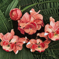 Geranium Pinto Premium Salmon Deep Pelargonium Seeds | 1,000 Pastel Salmon Blooms | Vigorous & Compact Garden Variety