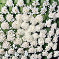 Geranium Multibloom White Pelargonium Seeds | 1,000 Coated Seeds | Continuous Pure White Blooms | Compact Garden & Container Friendly