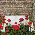 Presto Dark Red Blooming Geranium Live Plant in 4.5 Inch Pot | Deep Red Flowers