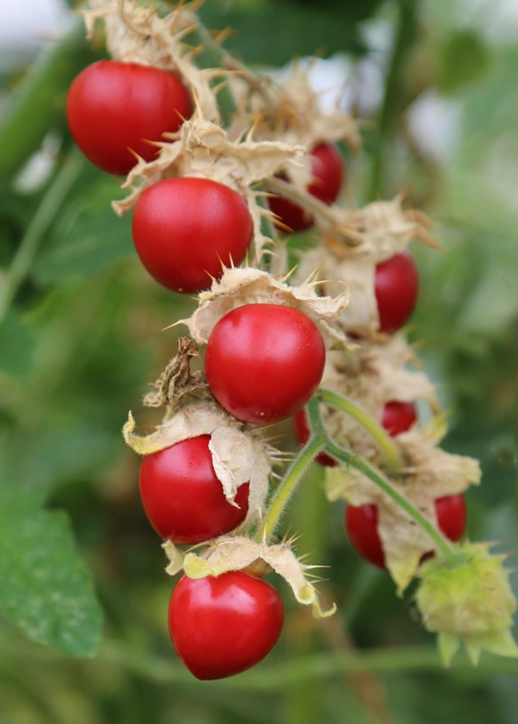 Litchi Tomato (Solanum sisymbriifolium)