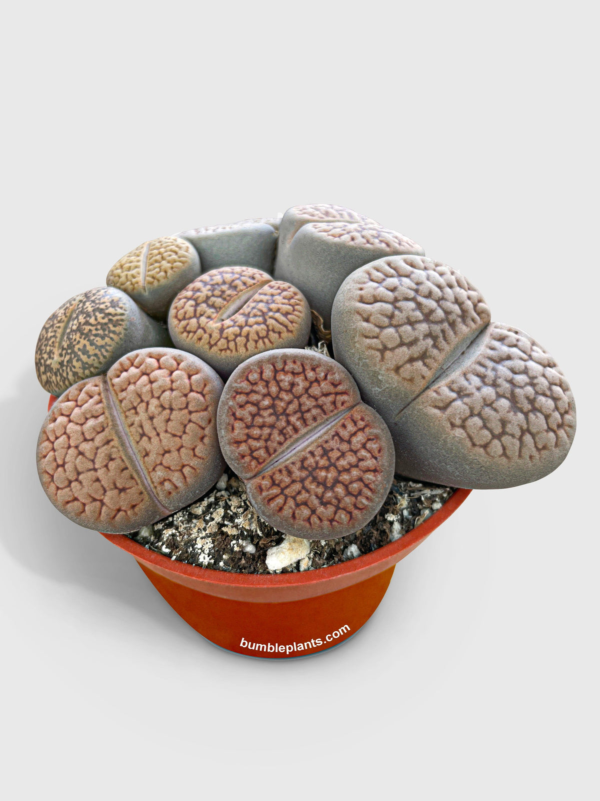 Lithops Living Stones Succulent