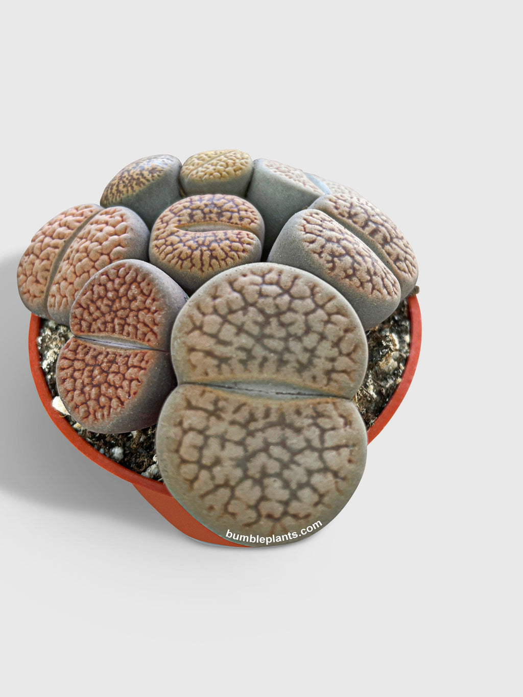 Lithops Living Stones Succulent
