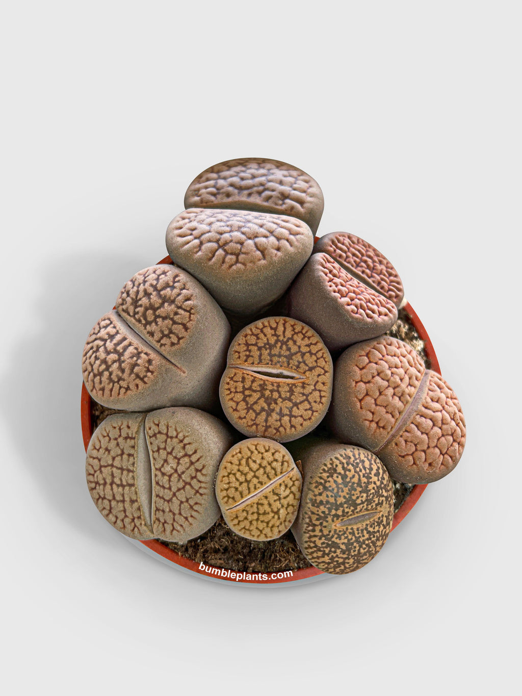 Lithops Living Stones Succulent
