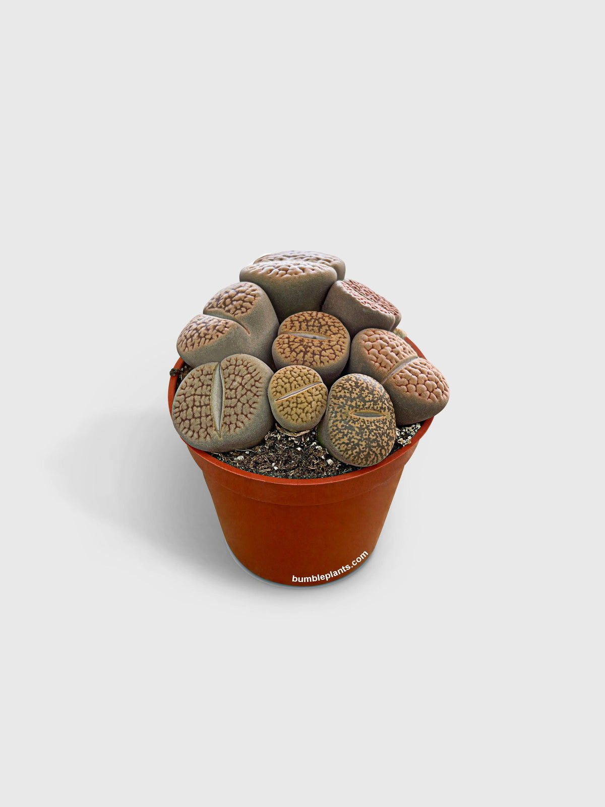 Lithops Living Stones Succulent
