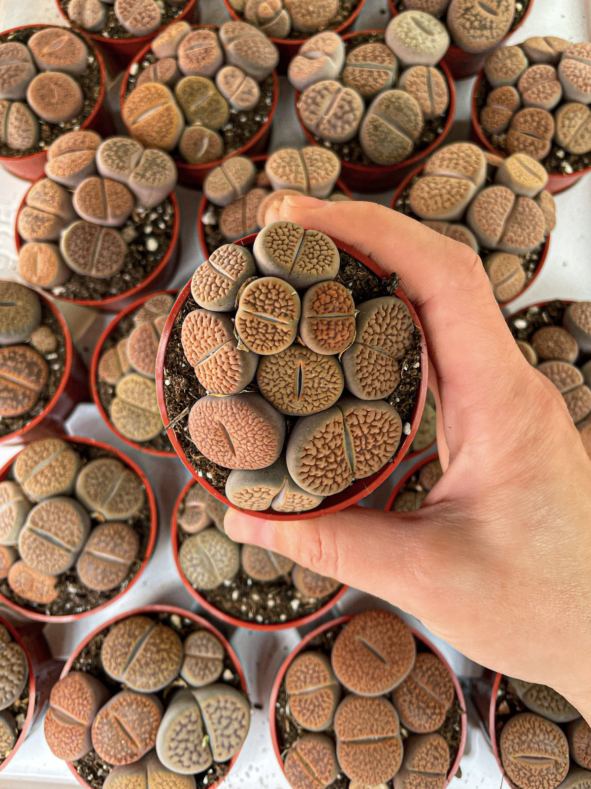 Lithops Living Stones Succulent