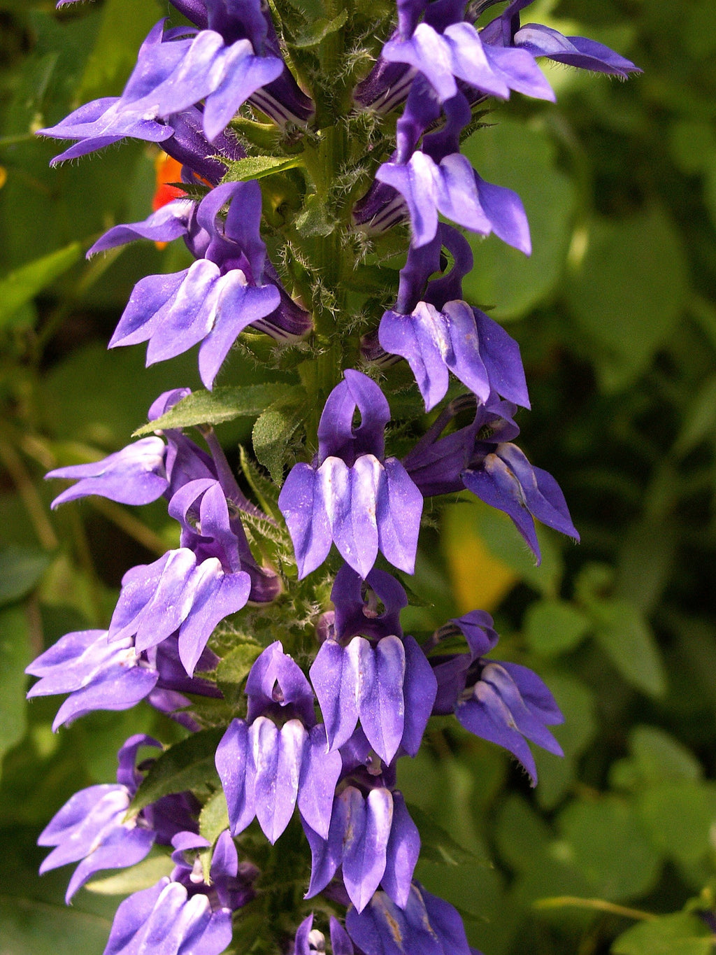 500 GREAT BLUE LOBELIA Lobelia Siphilitica Flower Seeds