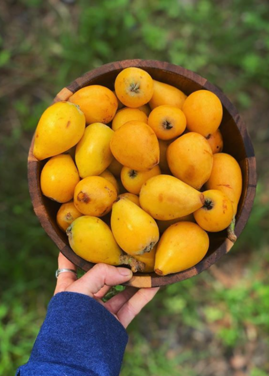 Loquat Seedling (Eriobotrya japonica)
