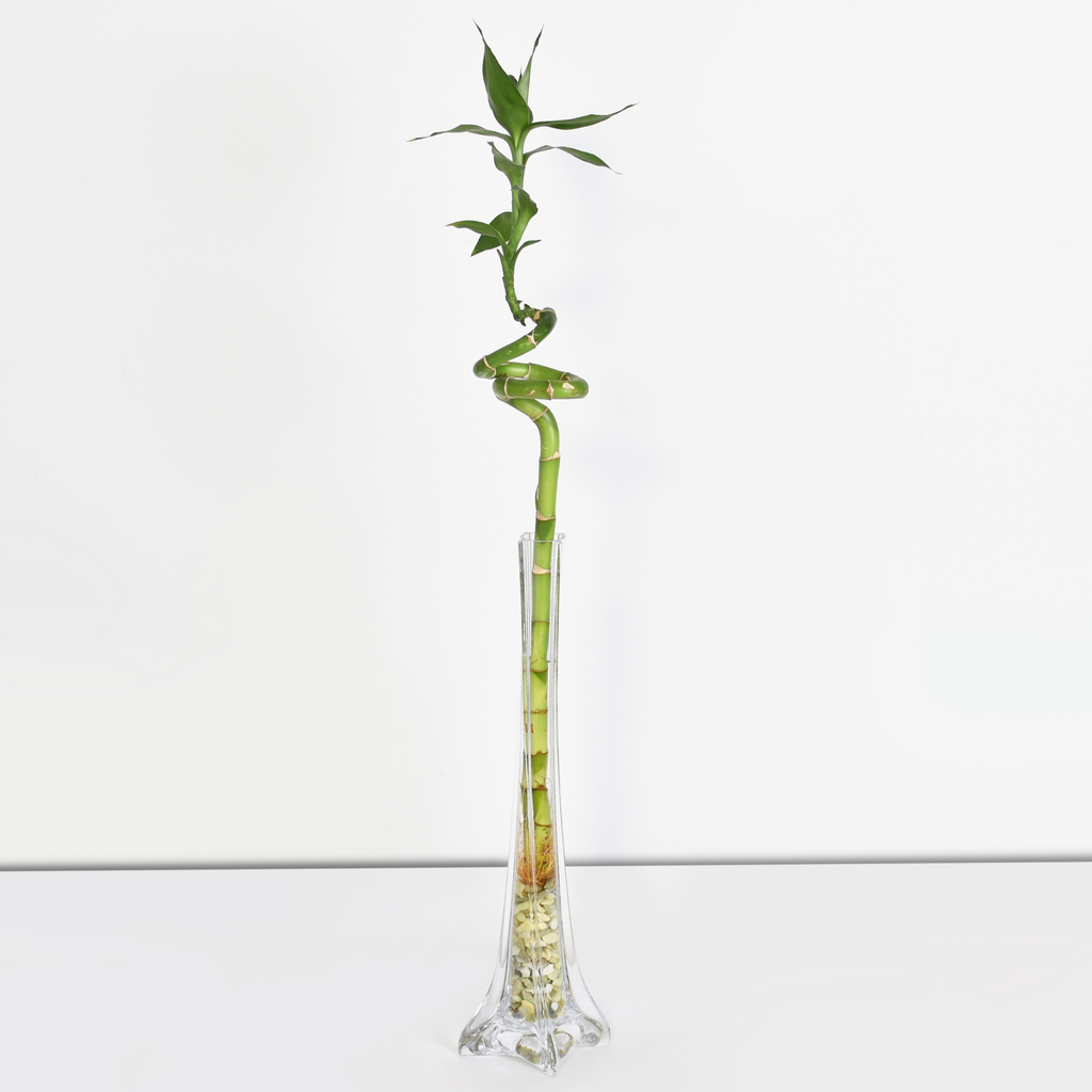 Lucky Bamboo Twists Water Plant MEDIUM