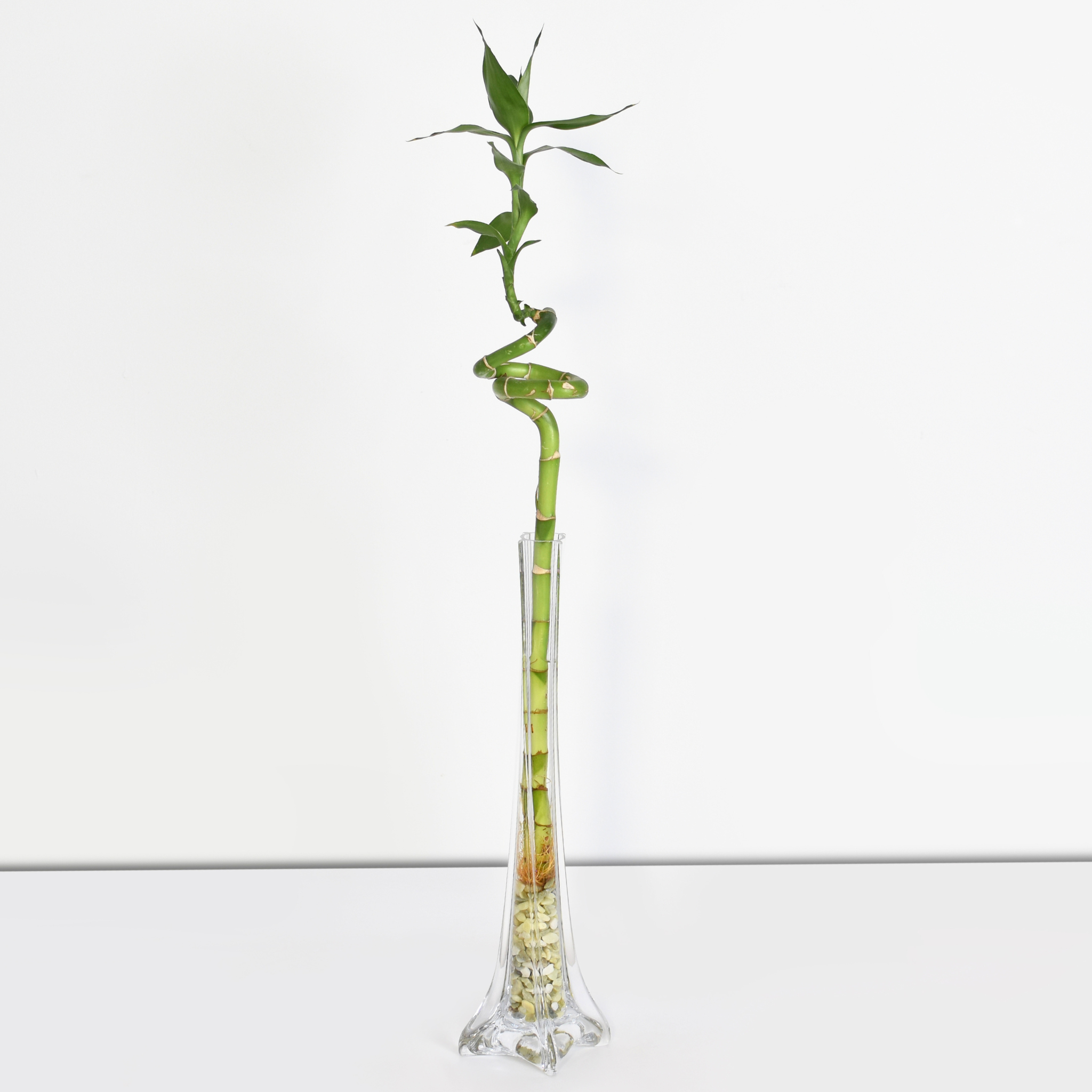 Lucky Bamboo Twists Water Plant MEDIUM