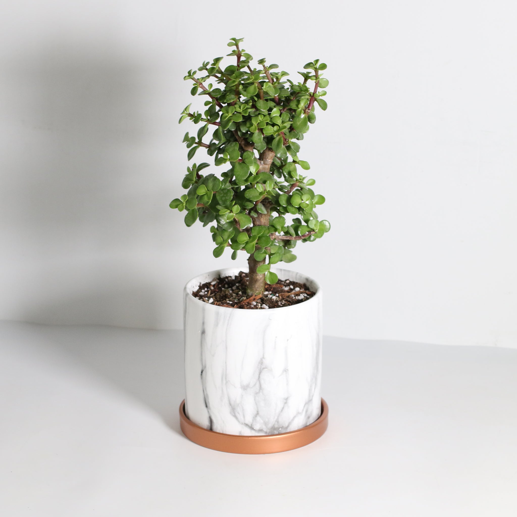 Lucky Jade Bonsai Tree