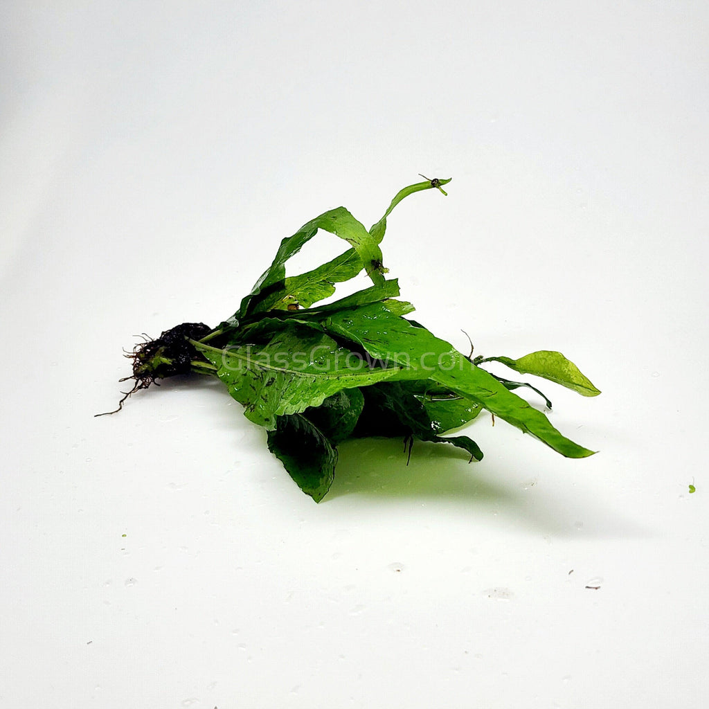 Java Fern