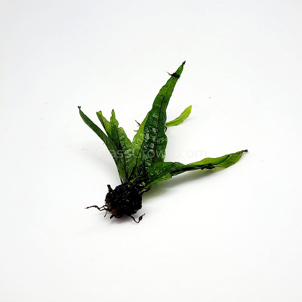 Java Fern
