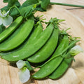 Sugar Snap Pea