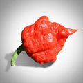 MA Wartryx Pepper Seeds