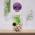 Moss Ball Pet Terrarium - The Alchemist's Collection