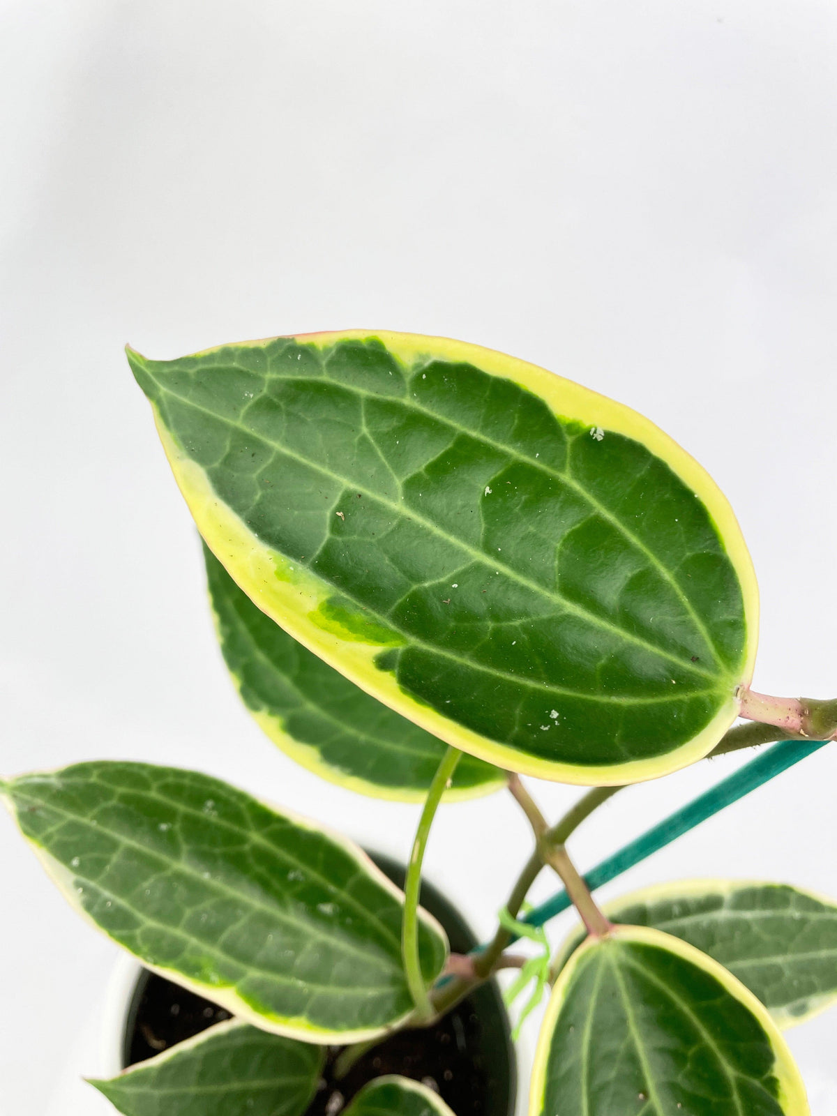 Variegated Hoya Macrophylla Albo