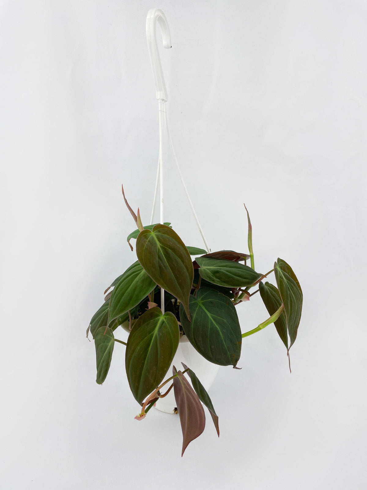 Philodendron Micans Velvet