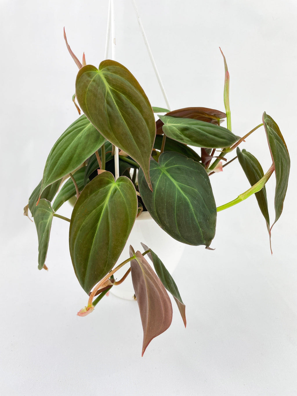 Philodendron Micans Velvet