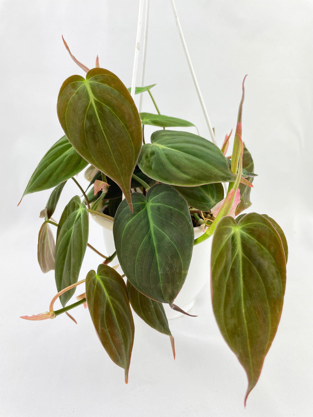 Philodendron Micans Velvet