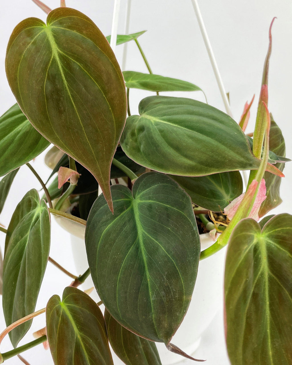Philodendron Micans Velvet