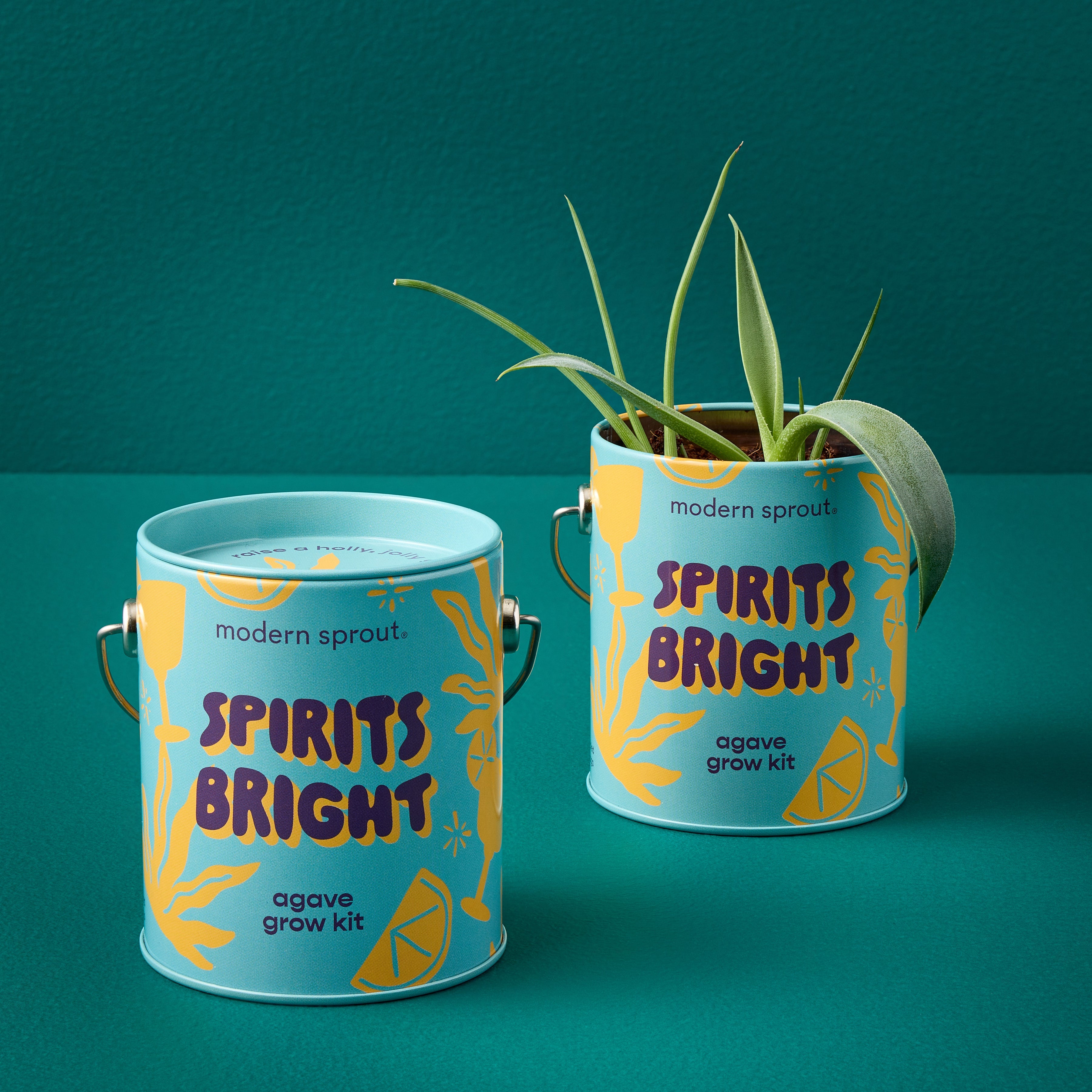Seasonal Complimentary Colors Grow Kits