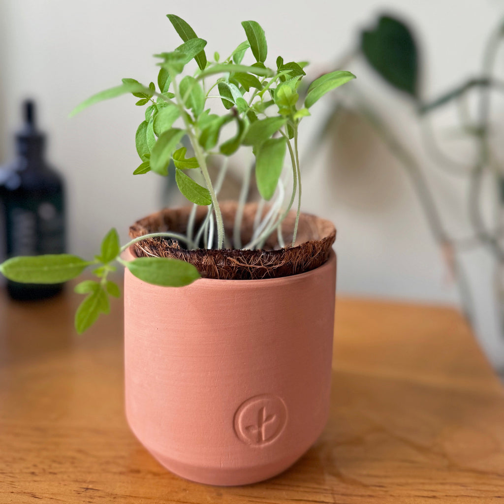 Tiny Terracotta Garden Kits