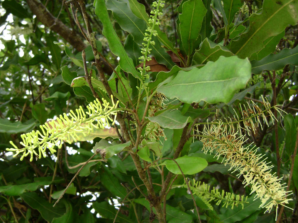 5 Macadamia Nut Seeds - Macadamia integrifolia - Non-GMO Hardy Nut Tree