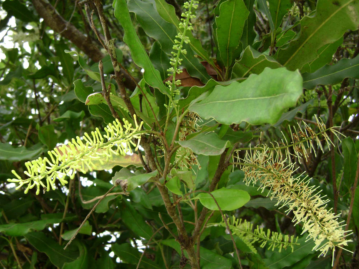 5 Macadamia Nut Seeds - Macadamia integrifolia - Non-GMO Hardy Nut Tree