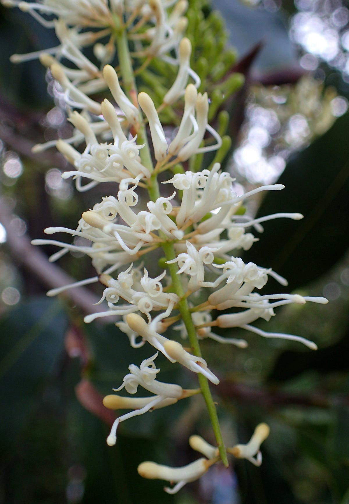 5 Macadamia Nut Seeds - Macadamia integrifolia - Non-GMO Hardy Nut Tree