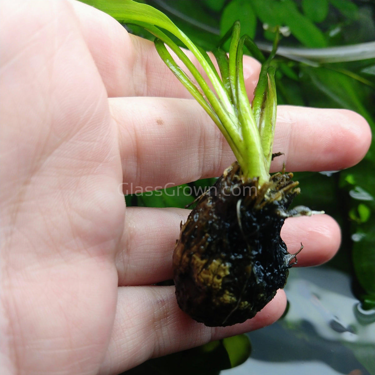Madagascar Lace Bulb