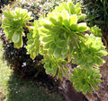 Aeonium Arboreum Irish Rose Succulent Cuttings - 2 Fresh Unrooted Stems for Indoor Outdoor Propagation