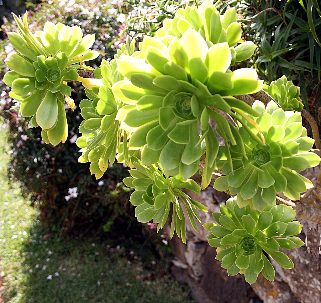 Aeonium Arboreum Irish Rose Succulent Cuttings - 2 Fresh Unrooted Stems for Indoor Outdoor Propagation