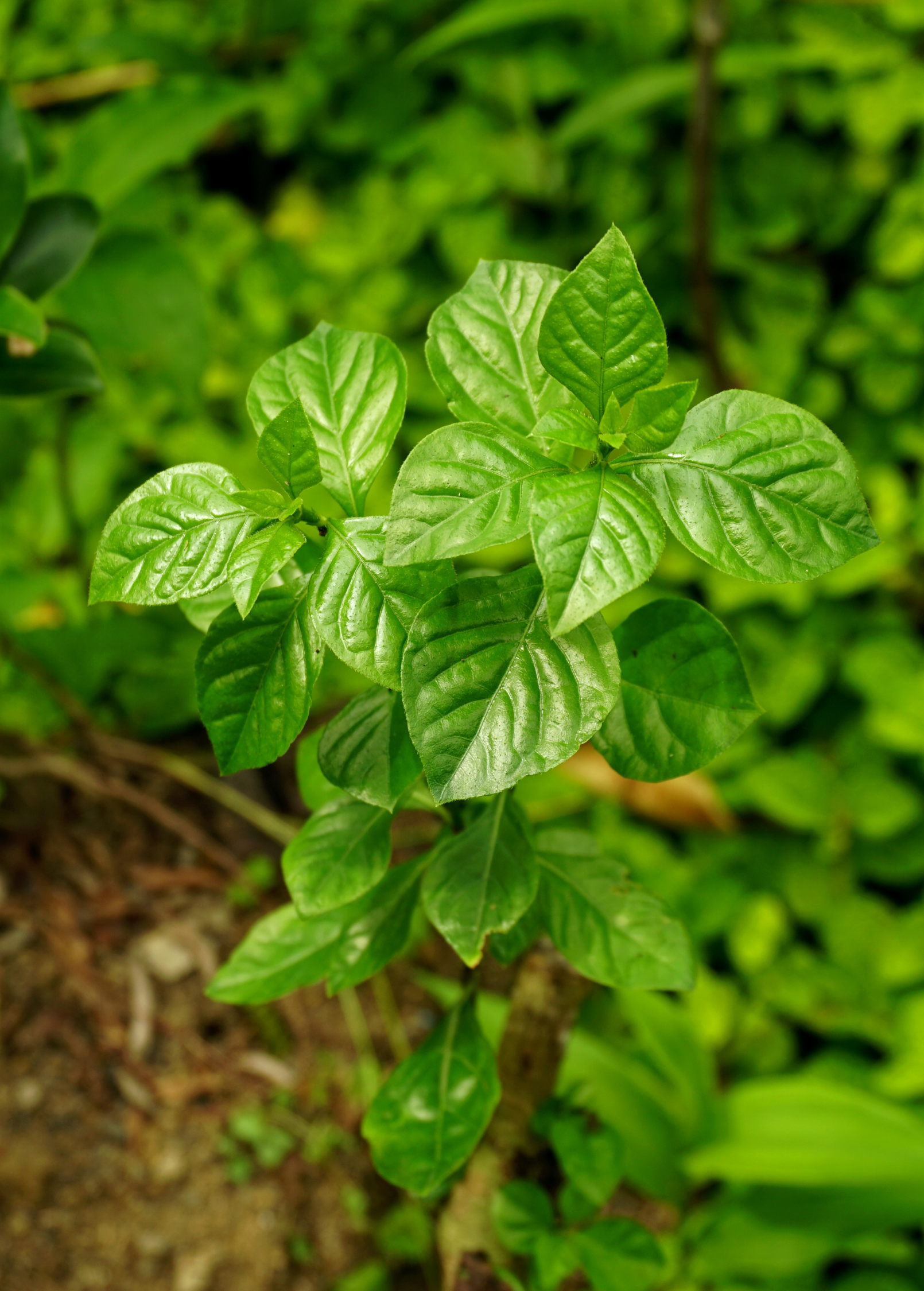 Magenta Leaf Plant, Lá Cẩm (Peristrophe roxburghiana)