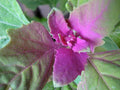 150 Tree Spinach Seeds - Chenopodium giganteum - Giant Goosefoot - Non-GMO