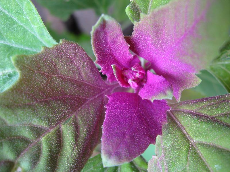 150 Tree Spinach Seeds - Chenopodium giganteum - Giant Goosefoot - Non-GMO