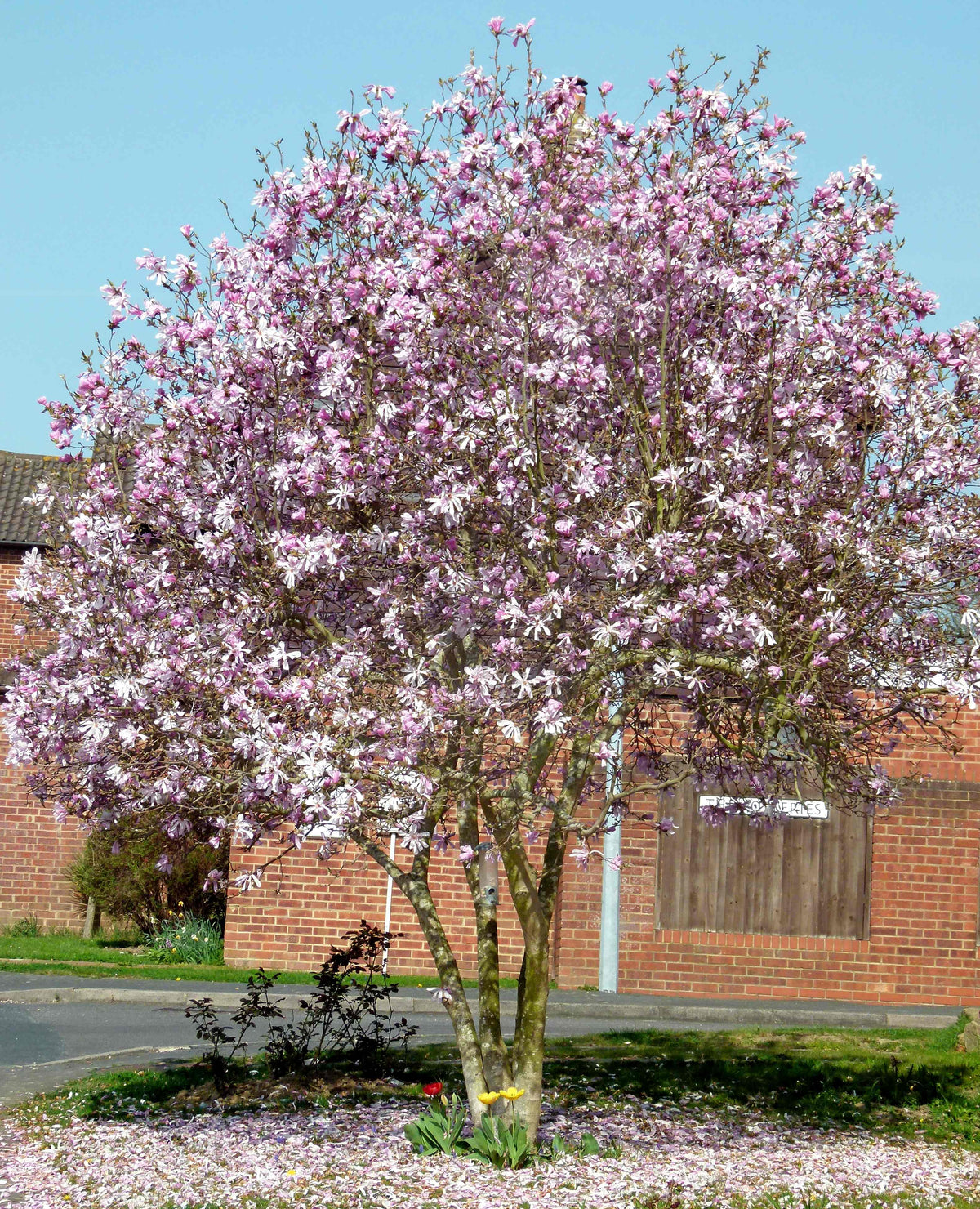 Magnolia 'Leonard Messel'
