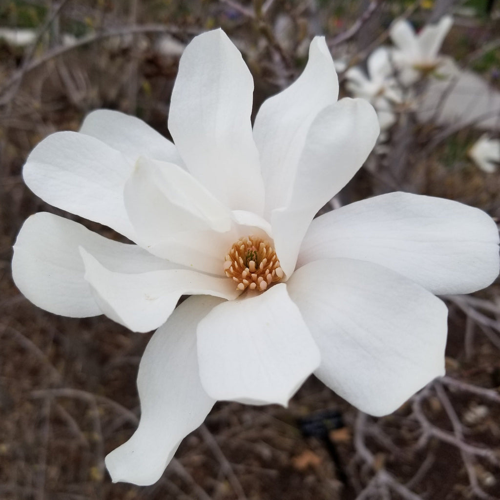 Magnolia 'Merrill Loebner'