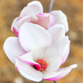 Magnolia 'Saucer'