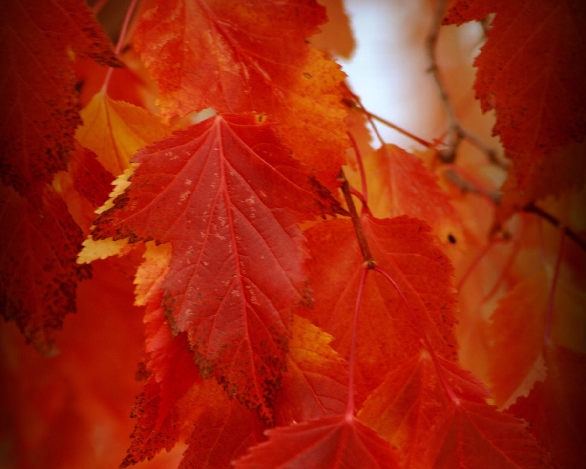 Maple Tree 'Flame Amur'