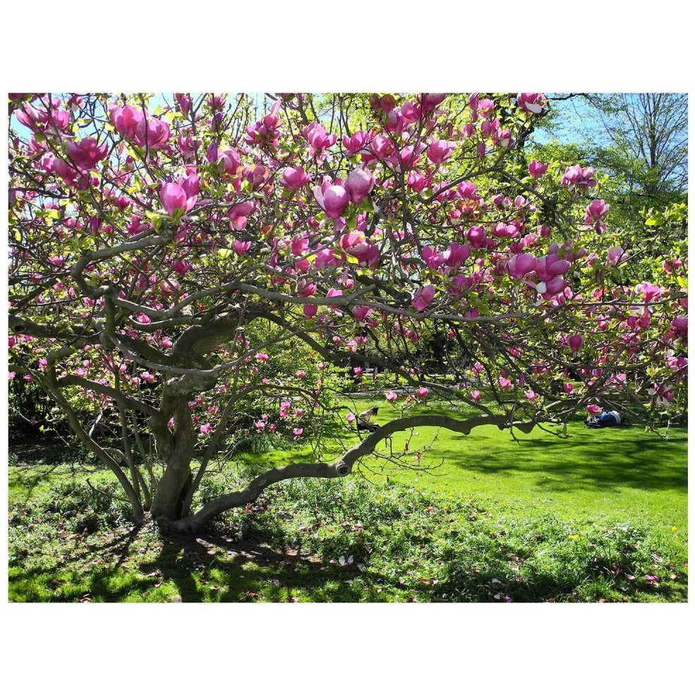 Magnolia 'Saucer'