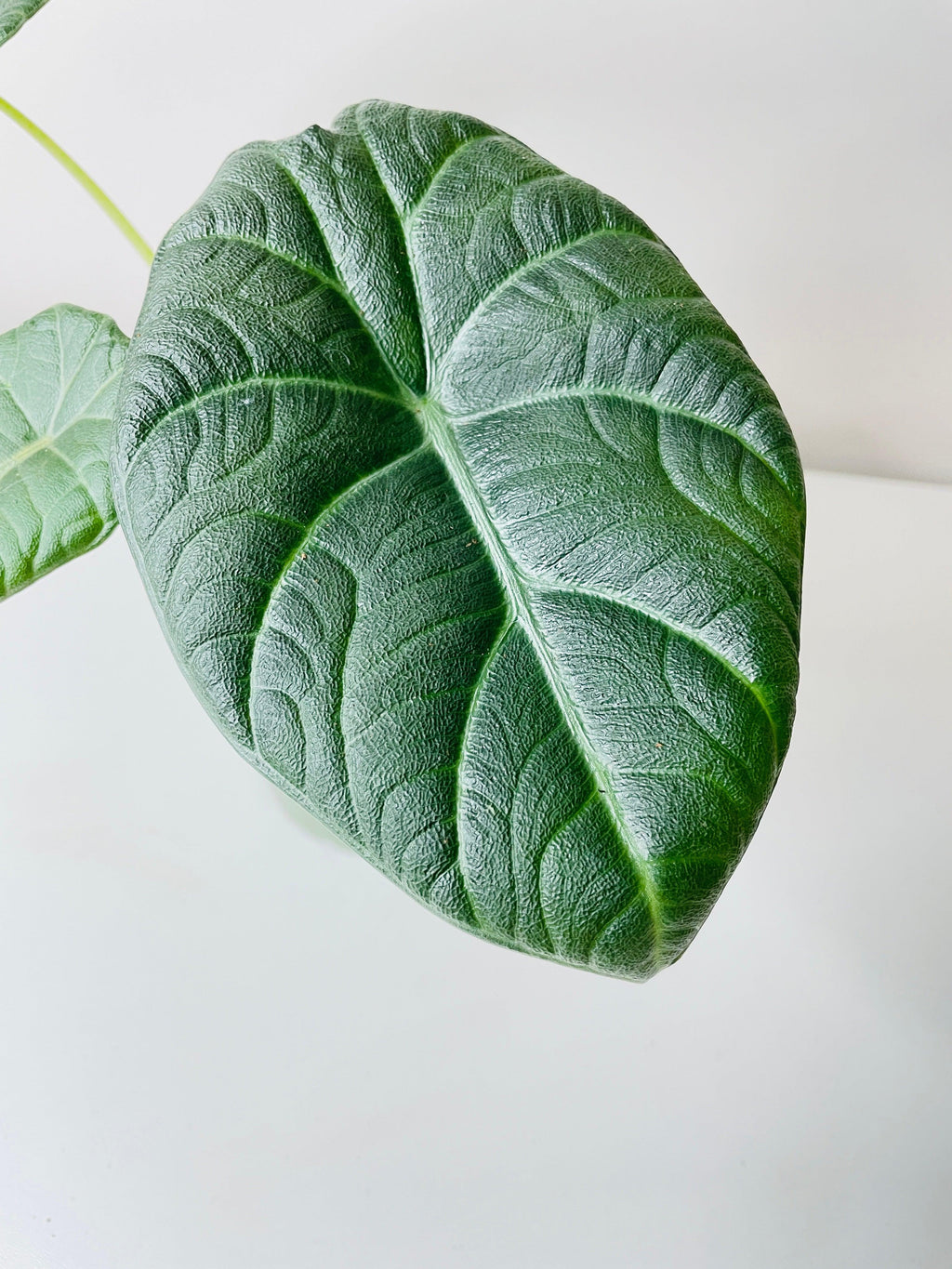 Alocasia Maharani Queen