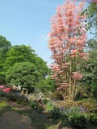 Chinese Mahogany ( Toona sinensis )