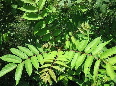 Chinese Mahogany ( Toona sinensis )