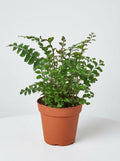 Didymochlaena Mahogany Fern