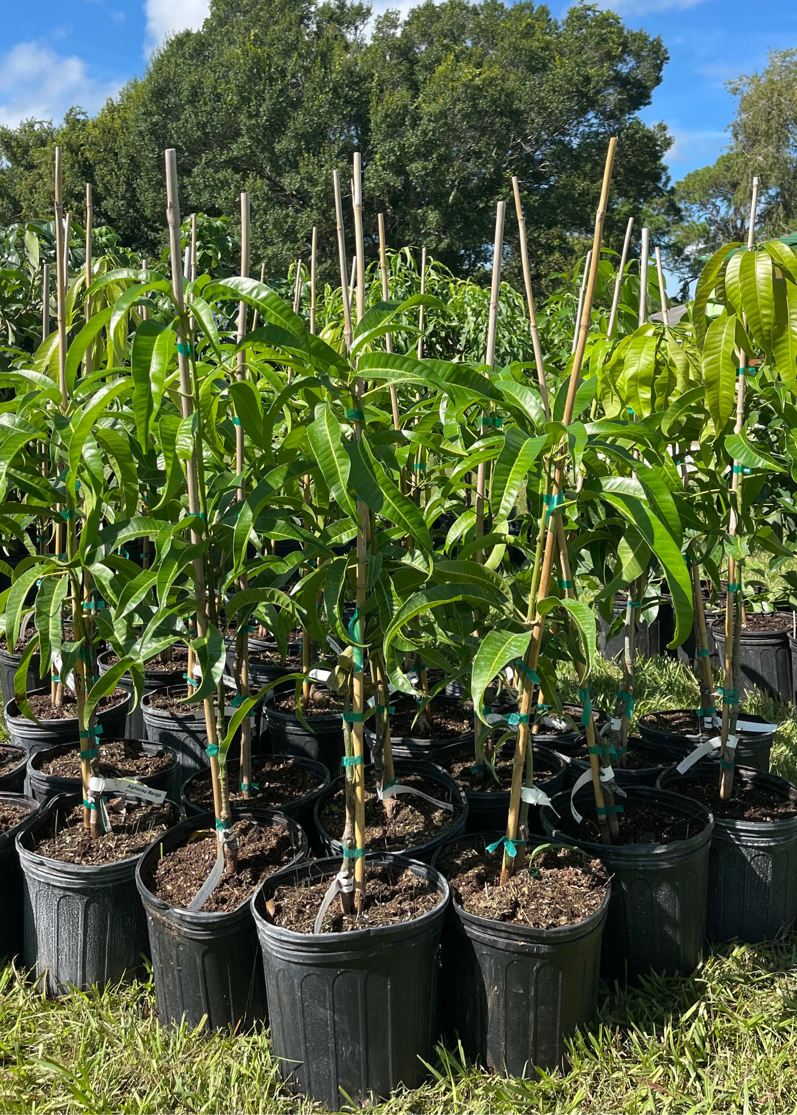XL Mango Tree Bundle: 'Mallika' + 'Nam Doc Mai'