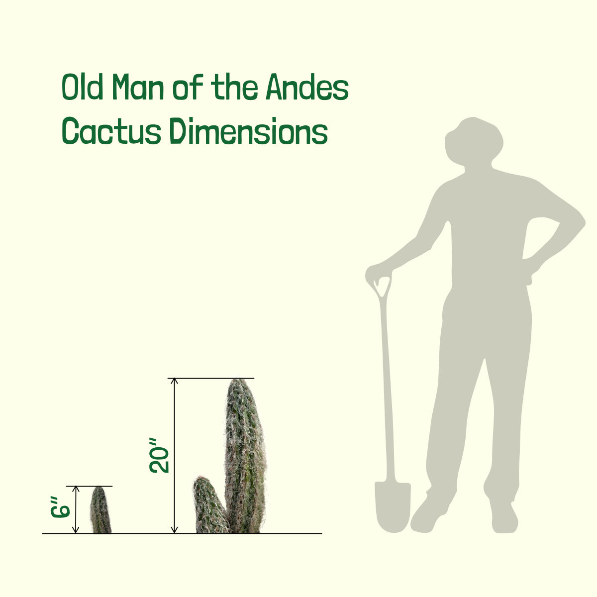 Old Man of the Andes Cactus