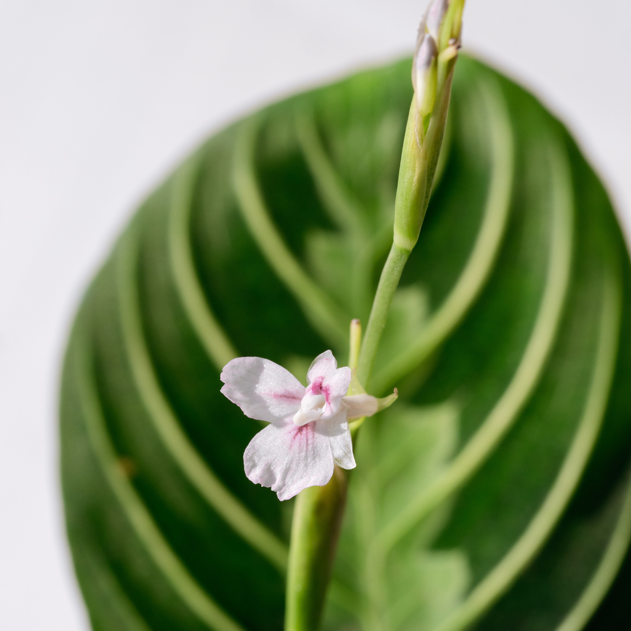 Calathea Maranta Lemon Lime Prayer Plant